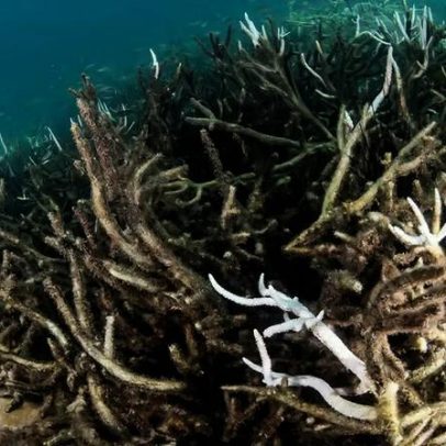 ONU alerta: mudanças climáticas e poluição levam oceanos ao ponto crítico