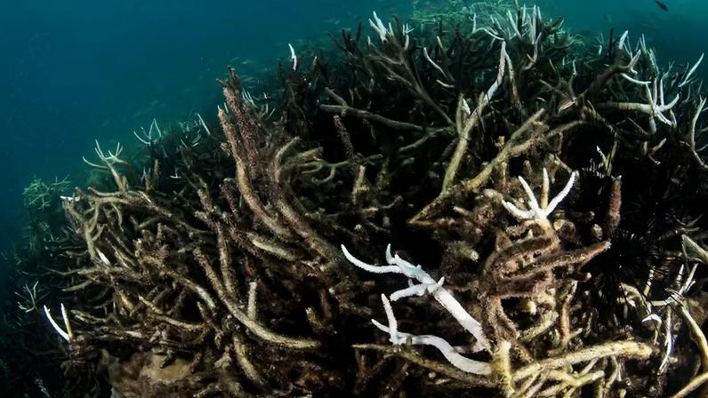 Corais como o do foto são morada de 25% de toda a população marinha — Foto: Sirachai Arunrugstichai/Getty Images/Bloomberg