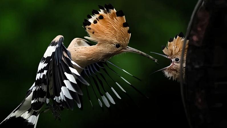 An adult hoopoe bird with its distinctive crest raised feeds a young chick mid-flight