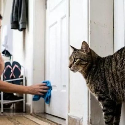 Experimentos avaliam eficácia de misturas caseiras para frear marcação de gatos