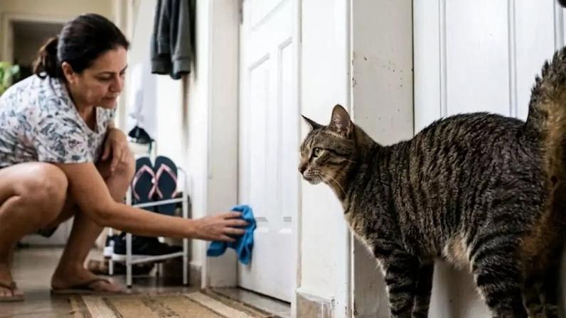 Misturinha caseira para o gato parar de marcar território