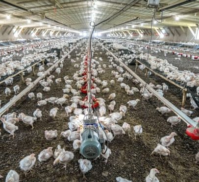 Consumo médio de frango multiplica por seis desde 1961, aponta ONU