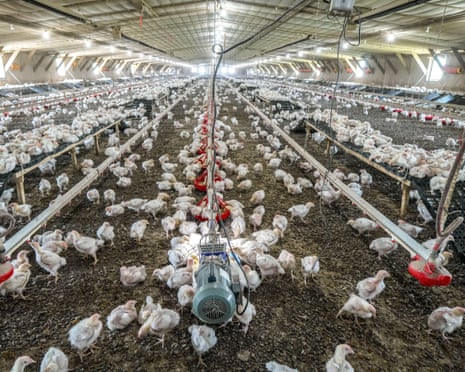 The supply of chicken rose from below 3kg a person in 1961 to 17kg in 2022.