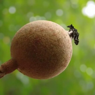 Jenipapo: Diferentes Formas de Uso