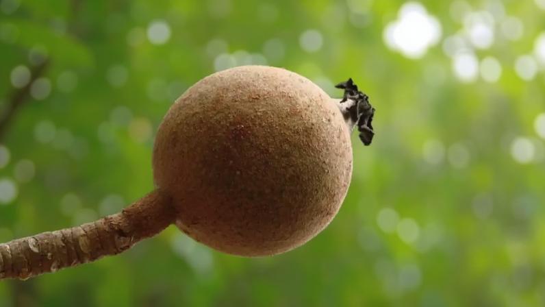 Jenipapo: Diferentes Formas de Uso