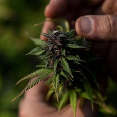 Brasil exportou maconha no passado, comércio esquecido