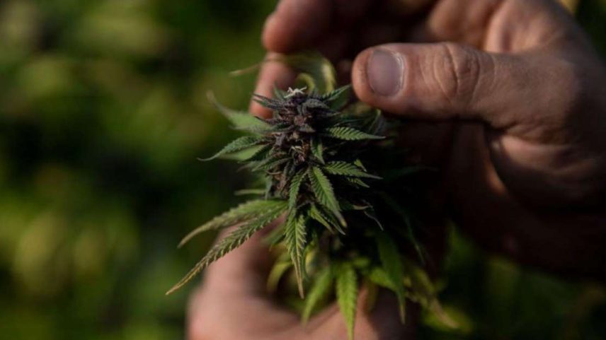 De acordo com especialistas, a maconha está presente no Brasil desde o período colonial
