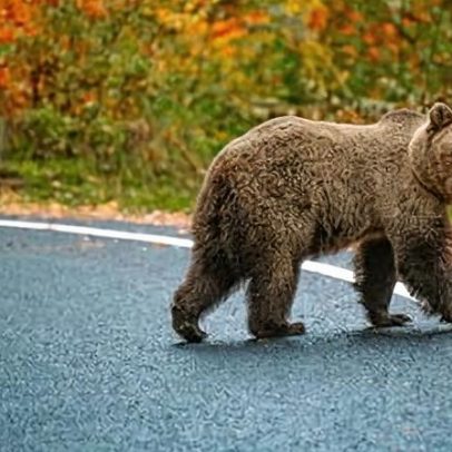 Curvas íngremes e ursos na estrada, viagens europeias favoritas