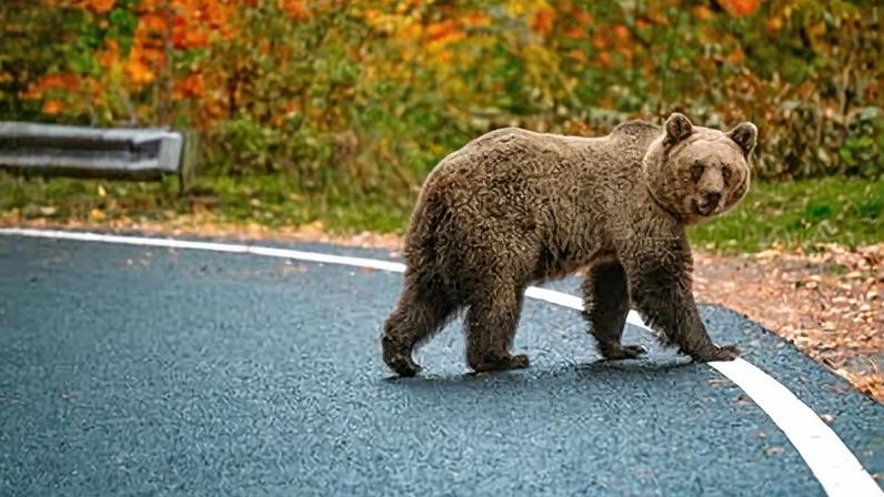 Curvas íngremes e ursos na estrada, viagens europeias favoritas