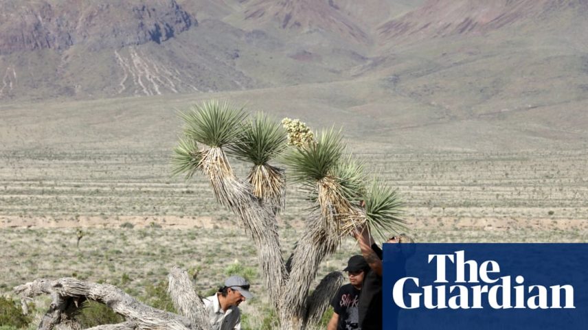 Jeremiah Joseph and his nephews, Devon and Seth, look for Joshua tree seeds in the Inyo Mountains.