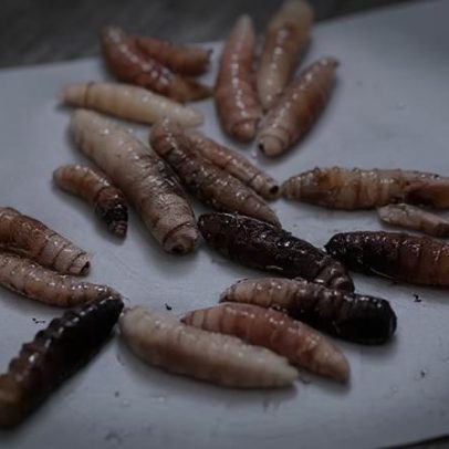 Primeiro caso de larva carnívora chega aos EUA, em gado no Texas