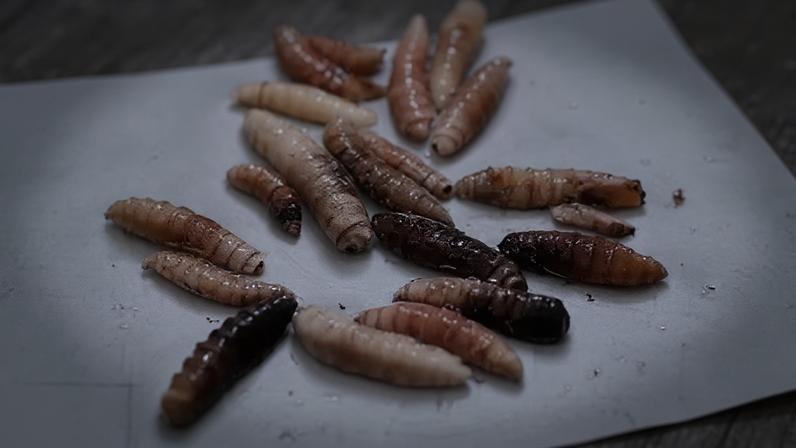 Primeiro caso de larva carnívora chega aos EUA, em gado no Texas