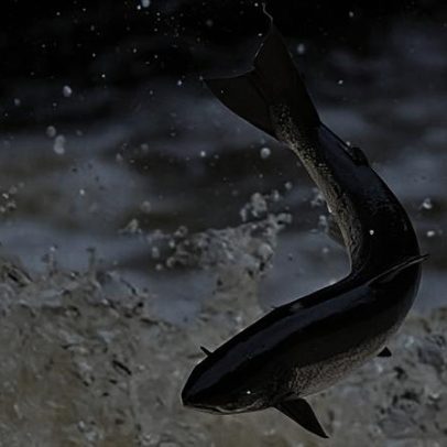 Mais de 20 mil peixes mortos após poluição do rio