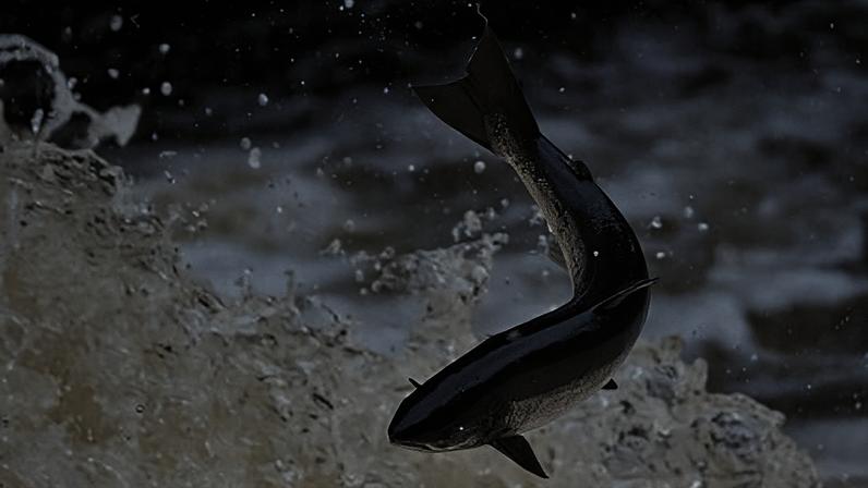 Mais de 20 mil peixes mortos após poluição do rio
