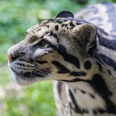 Zoológico autuado após incidente com leopardo e morte de capivara