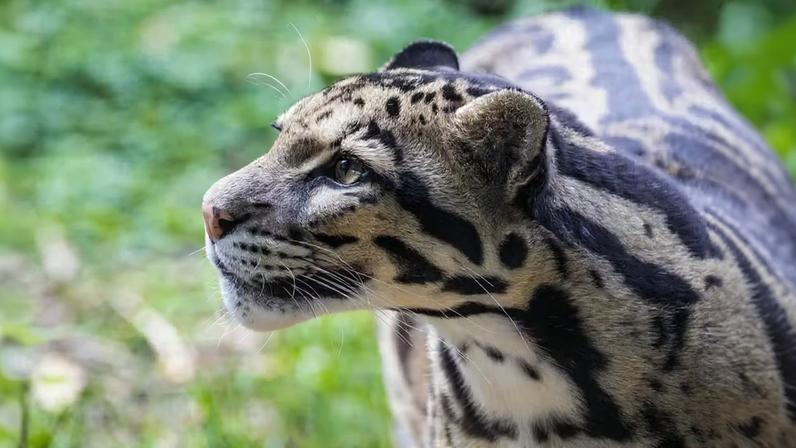 Fêmea de leopardo-nebulardo (Neofelis nebulosa), espécie ameaçada de extinção, teve a pata amputada após ser atacada por um macho durante uma tentativa de reprodução na Zoological Wildlife Foundation.