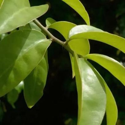 Planta comestível surpreendente: nutritiva e resistente a quase tudo