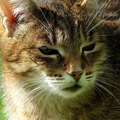 Além da erva-do-gato, outra planta agrada mais aos gatos