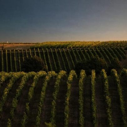 Árvores no vinhedo: solução futura diante das mudanças climáticas