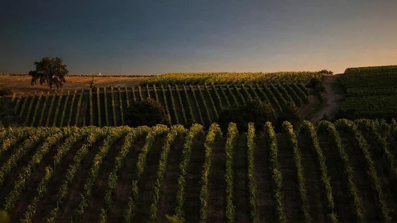 Árvores no vinhedo: solução futura diante das mudanças climáticas