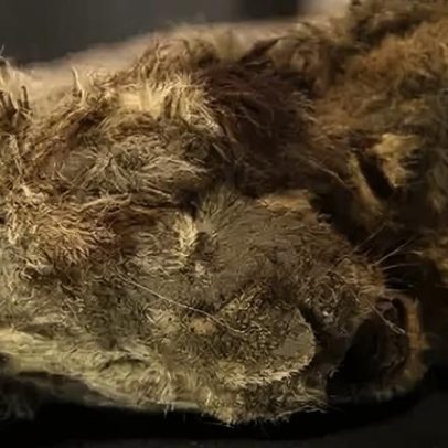 Leão-das-cavernas da Era do Gelo é único na história