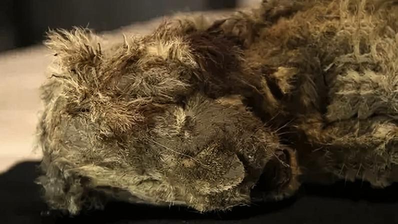Filhote de leão-das-cavernas congelado, encontrado na Sibéria com bigodes ainda intactos, tem mais de 28 mil anos