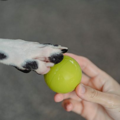 Cachorro canhoto ou destro? Estudo mostra método para identificar pata dominante