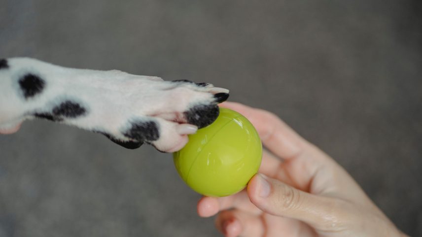 Descobrir a pata dominante do cão pode trazer benefícios para o bem-estar