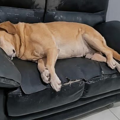 Cachorro de espaço amplo cai em sono profundo no sofá