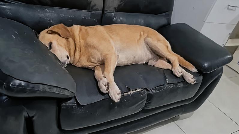 Cachorro de espaço amplo cai em sono profundo no sofá