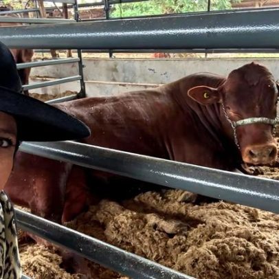 Da pastagem ao prato: como funciona a cadeia da carne