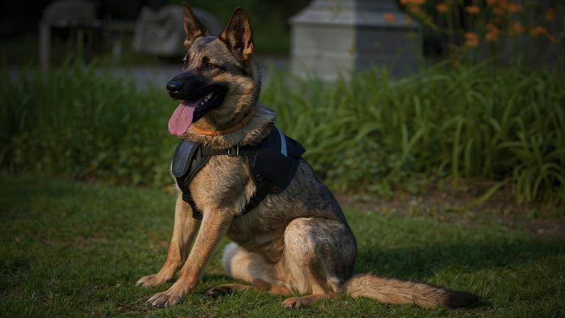 Cães policiais: 6 raças que se destacam no trabalho de segurança