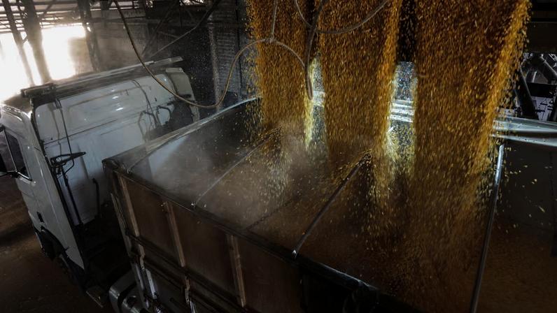 São esperados novos ápices históricos para a soja, o sorgo e o café, segundo o IBGE; área a ser colhida deve ter um aumento de 2,0%