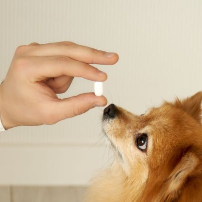 Medicamentos comuns podem ser tóxicos para cães e gatos, alertam veterinários