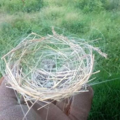 Pássaros constroem ninhos com fios de guerra, revelando o conflito na Ucrânia
