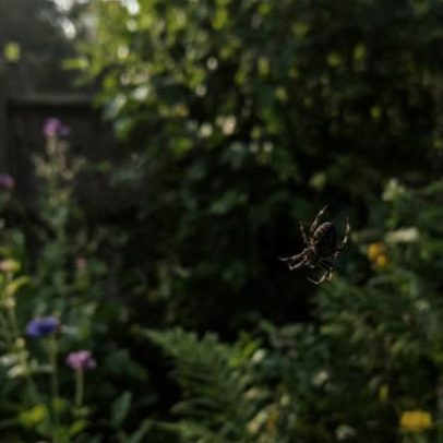 Aranhas constroem teias quase perfeitas todas as noites, aponta estudo