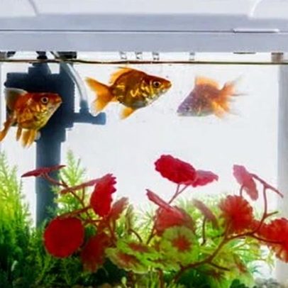 Plantas de interior: água de aquário funciona como fertilizante?