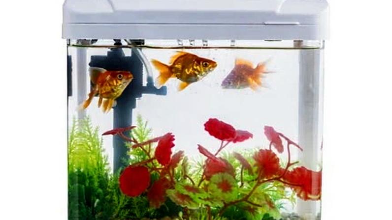 Plantas de interior: água de aquário funciona como fertilizante?