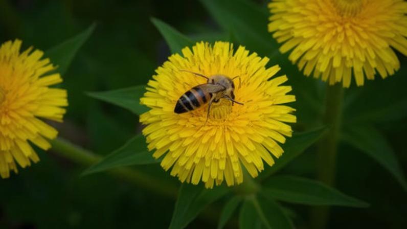 Researchers say landowners in pollinator-friendly schemes should consider the diversity of pollen sources and their nutritional quality.