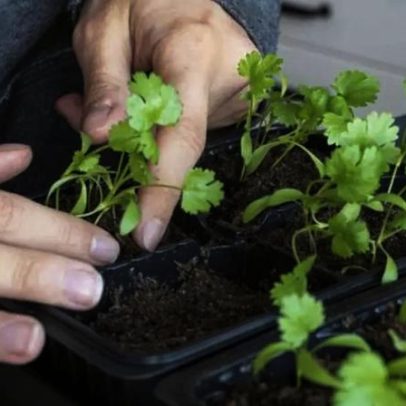 Plantar coentro em vaso melhora meus molhos