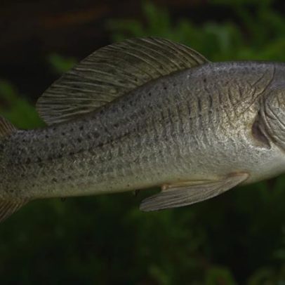 Peixe vive sem machos há 100 mil anos, segundo estudo