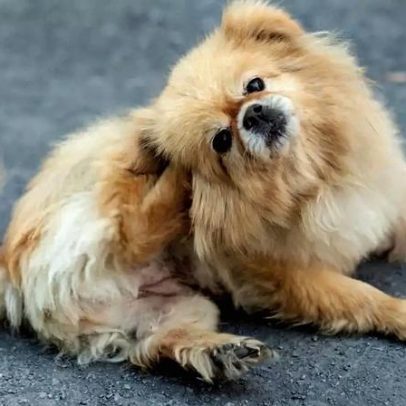 Especialista explica como identificar e prevenir doenças de ouvido em pets