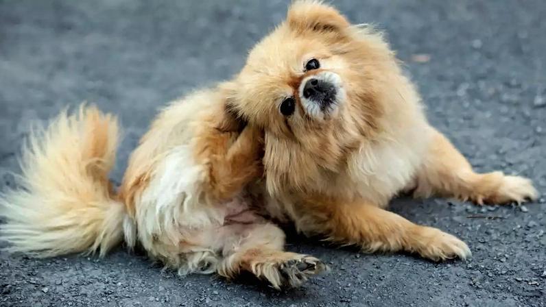 Em pets, se não tratadas corretamente, as doenças de ouvido podem evoluir para quadros graves e até neurológicos