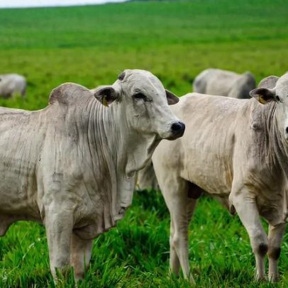 Furto de gado é um dos principais crimes contra o agro em Santa Catarina