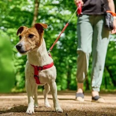 Cuidados essenciais para trilhas com o cachorro