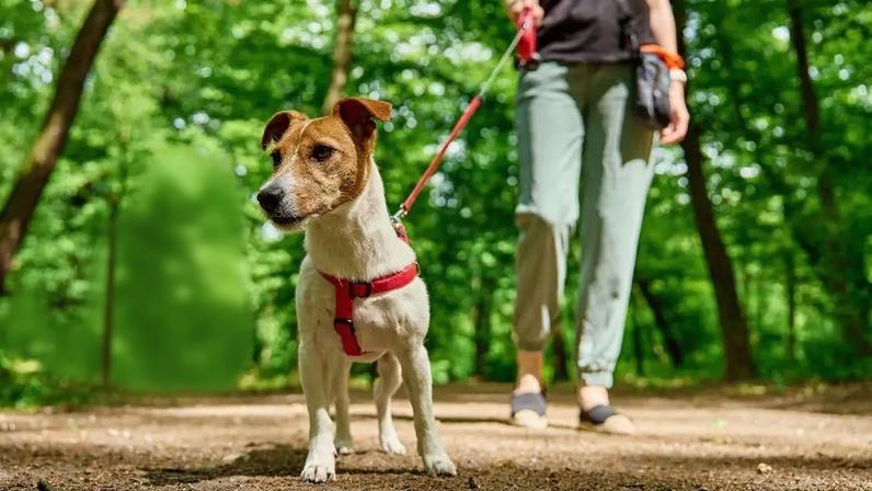 Confira dicas para fazer trilha com seu cachorro