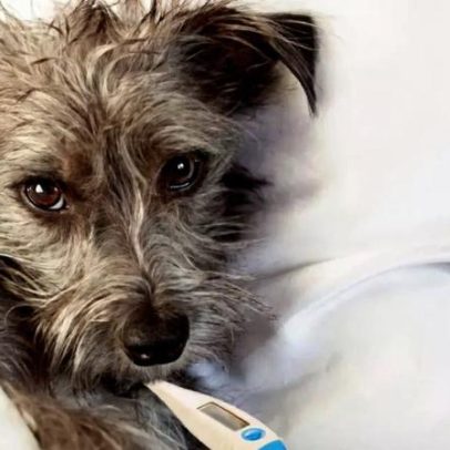 Manchas nos olhos de pets podem sinalizar problemas de saúde, com lágrima ácida