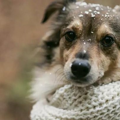 Cuidados de inverno para proteger pets do frio
