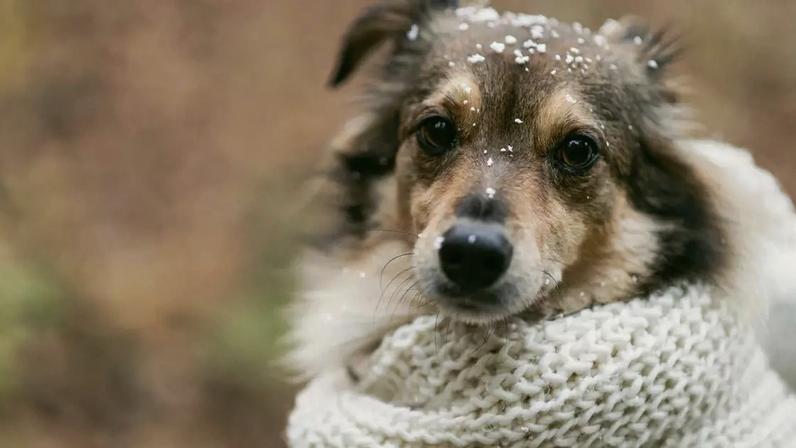 Pet sofre com o frio? Cuidados para adotar no inverno