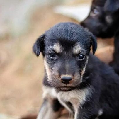 Viamão promove Feira de Adoção de Animais nesta terça-feira